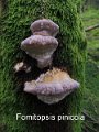 Fomitopsis pinicola-amf1561-2